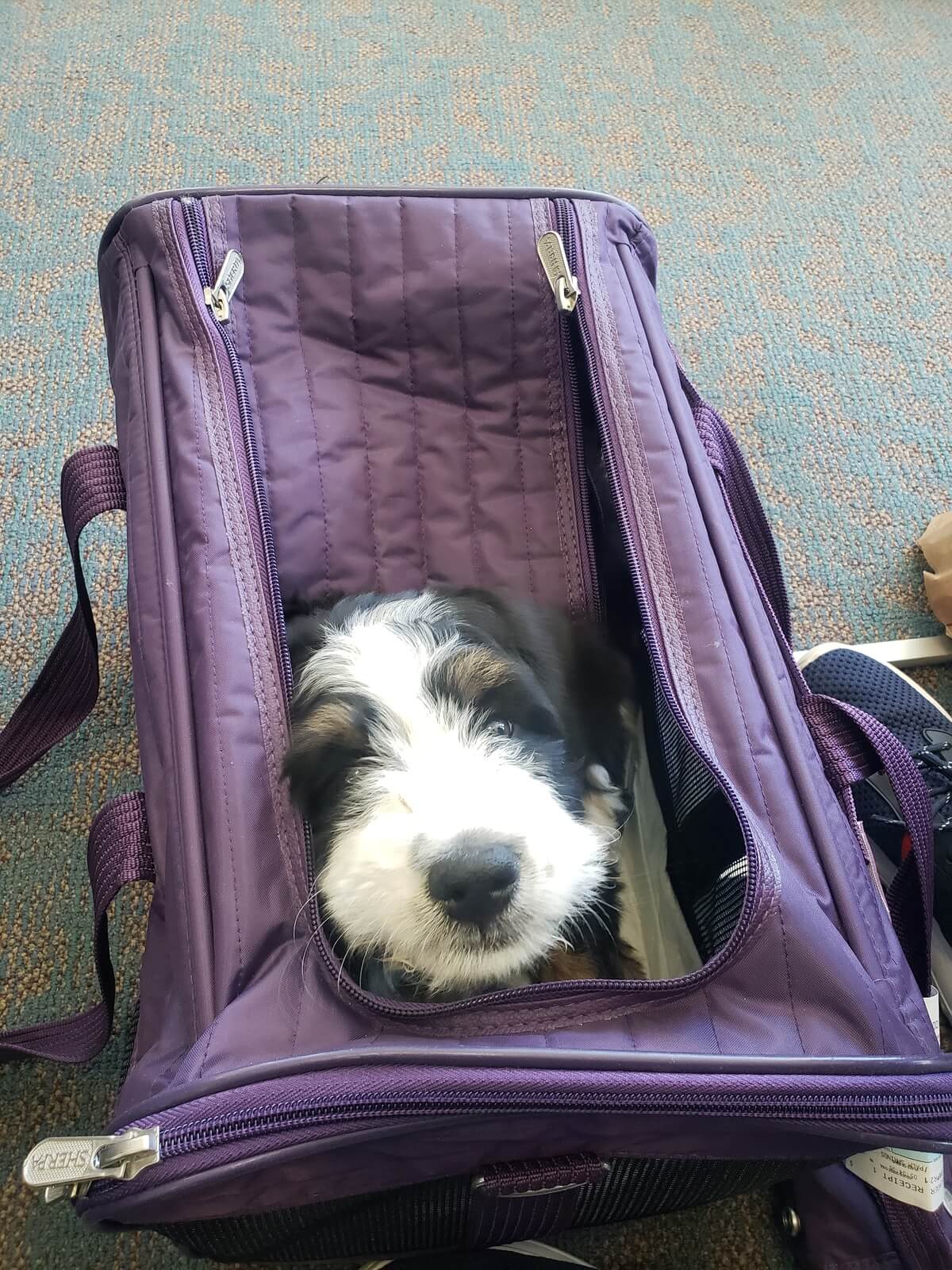 Transportation for your puppy